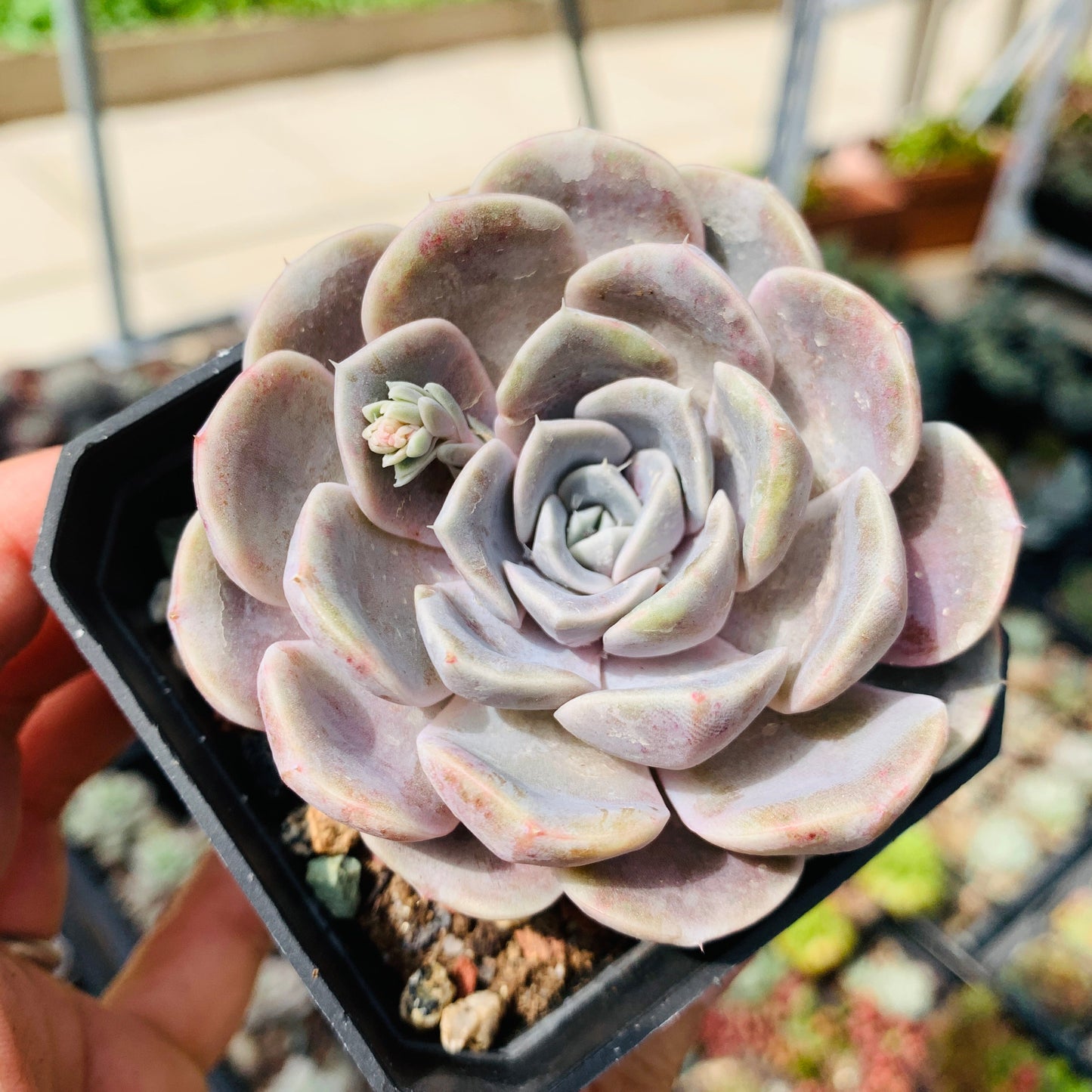 Echeveria Tynie Burger 泰尼汉堡