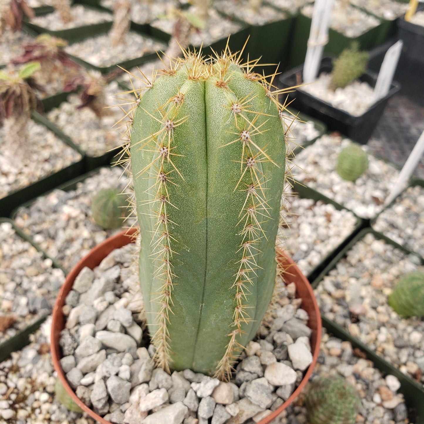 Isolatocereus dumortieri