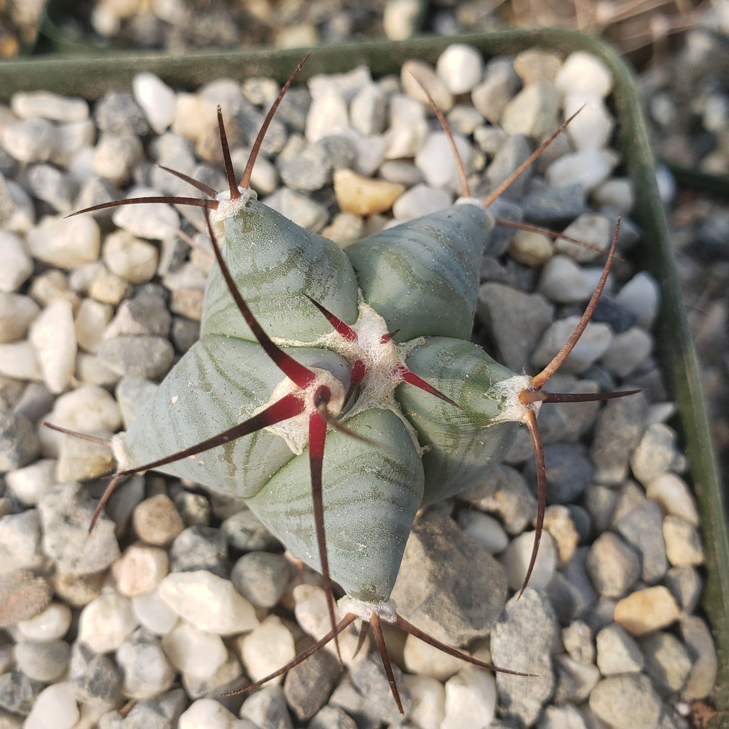Echinocactus ingens