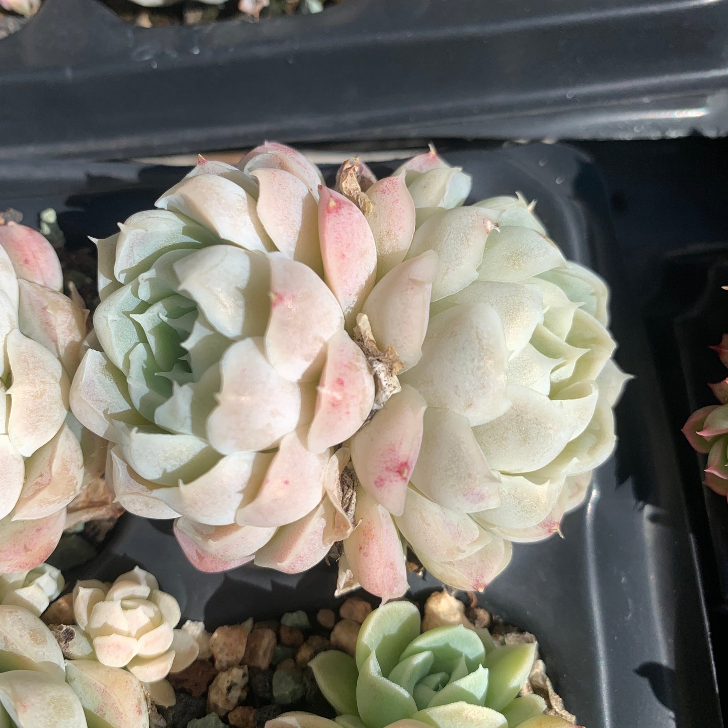 Echeveria Elegans Alba aka White Elegans 阿尔巴白月影