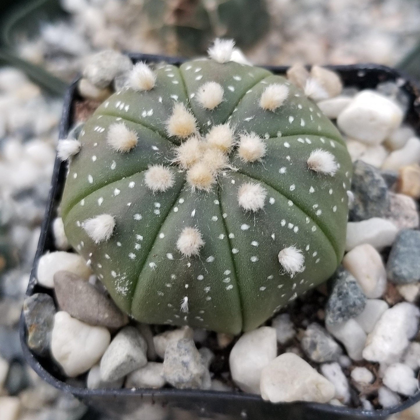 Sand Dollar Cactus 'Astrophytum asterias'
