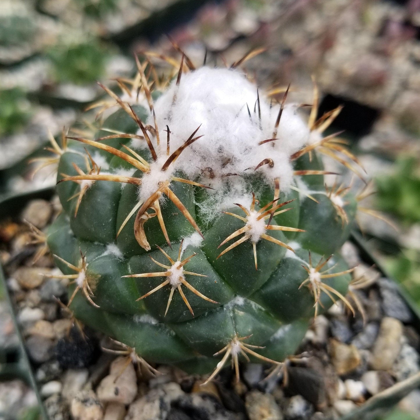 Coryphanta greenwoodii