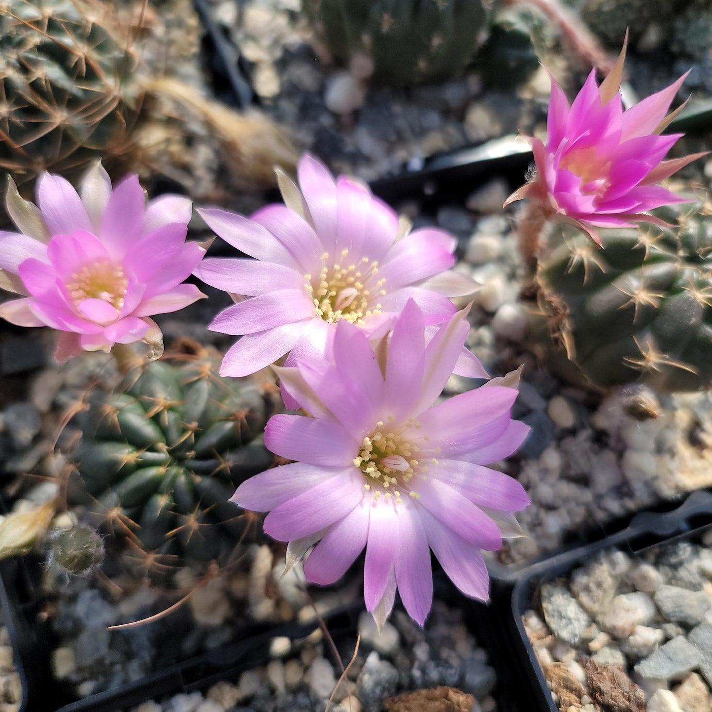Lobivia wrightiana