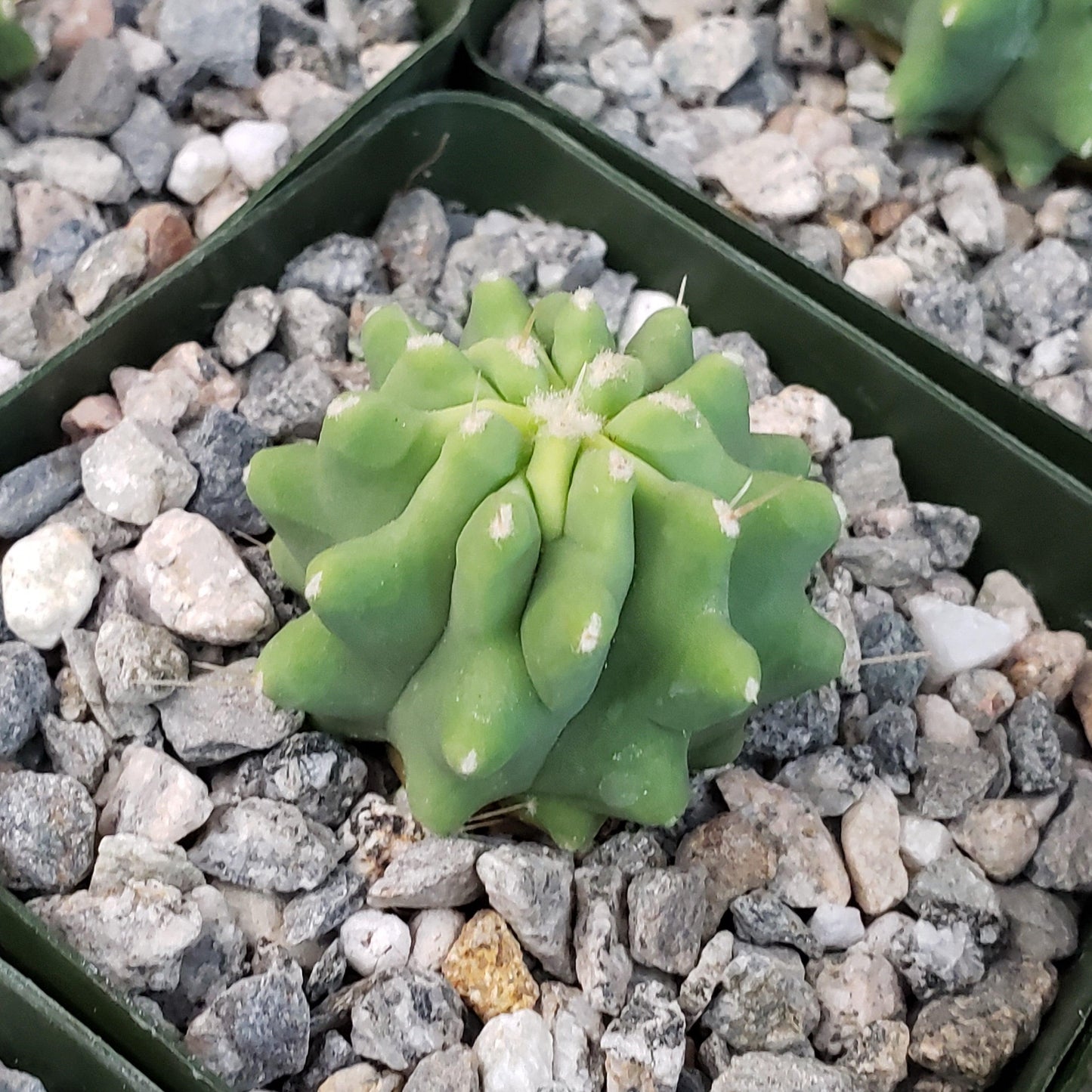 Ferocactus glaucescens 'inermis'