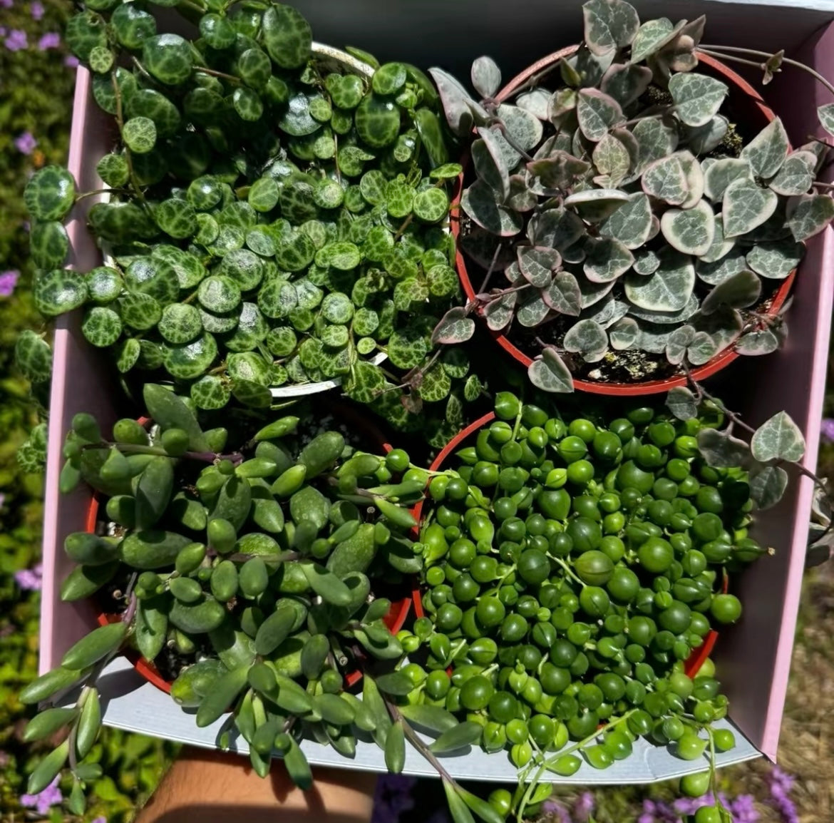 Bundle String of Things Live Plants for Home Decor