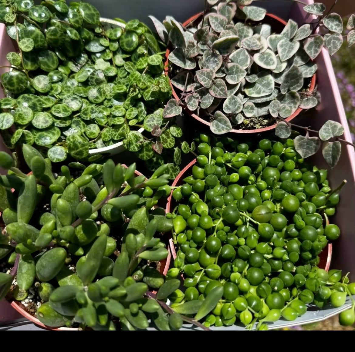 Bundle String of Things Live Plants for Home Decor
