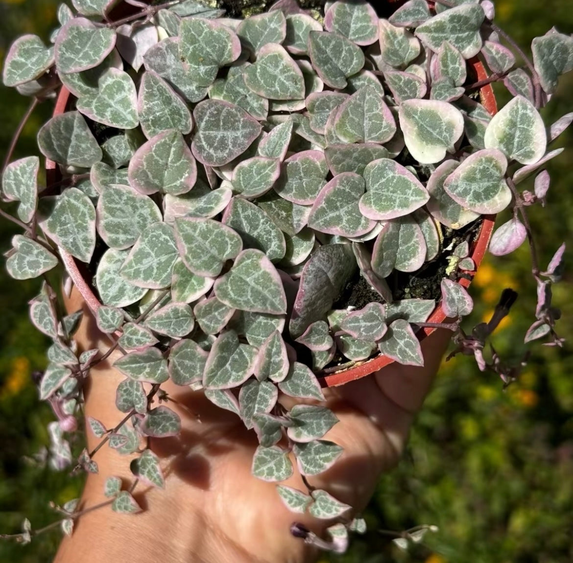 Bundle String of Things Live Plants for Home Decor