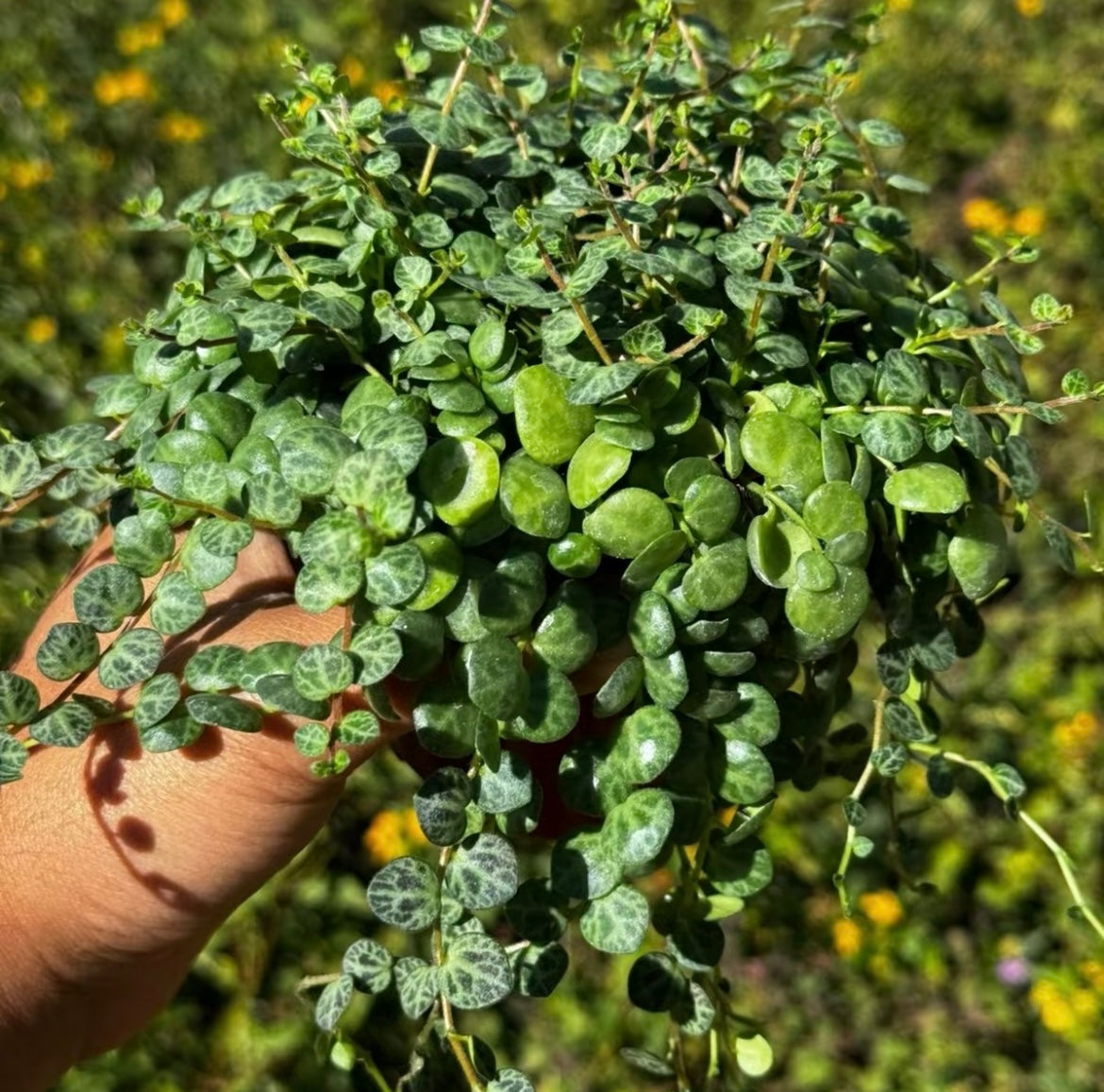 Bundle String of Things Live Plants for Home Decor