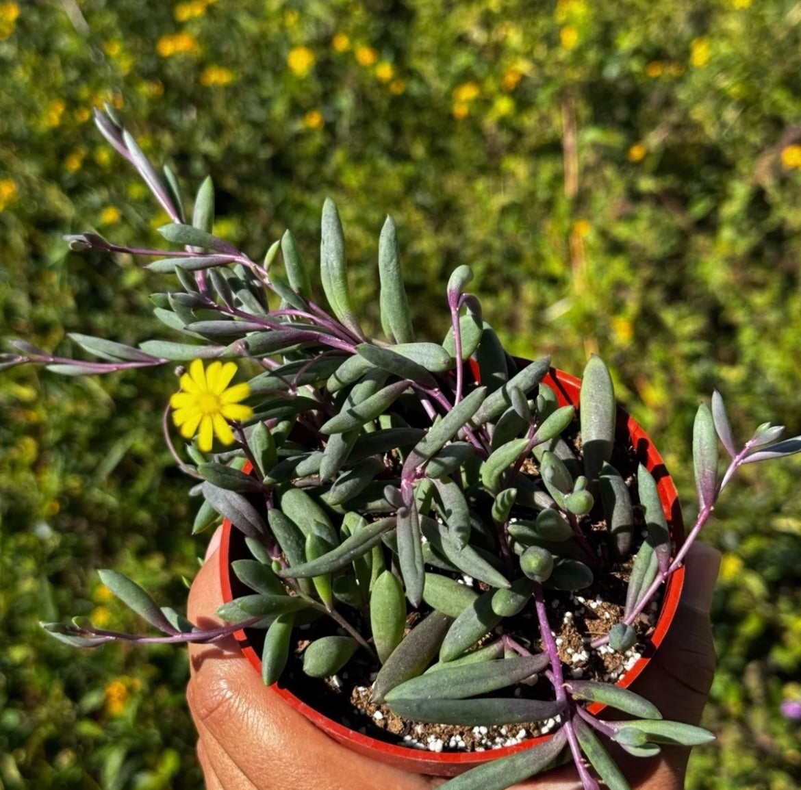 Bundle String of Things Live Plants for Home Decor