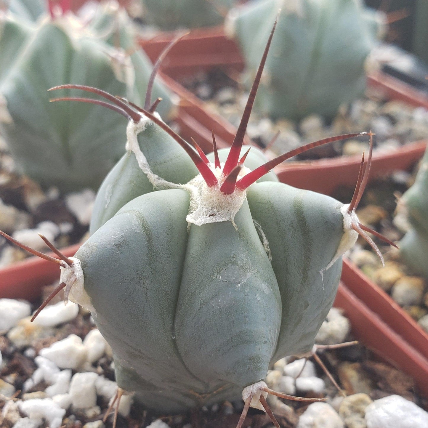 Echinocactus ingens
