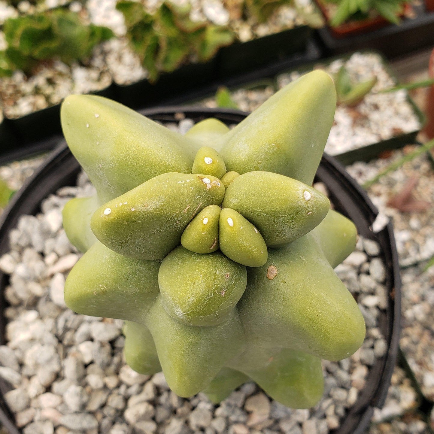 Totem Pole Cactus 'Pachycereus schottii 'monstrosus'