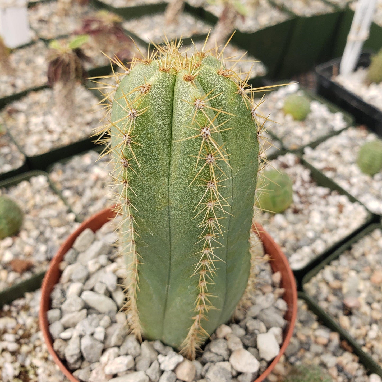 Isolatocereus dumortieri