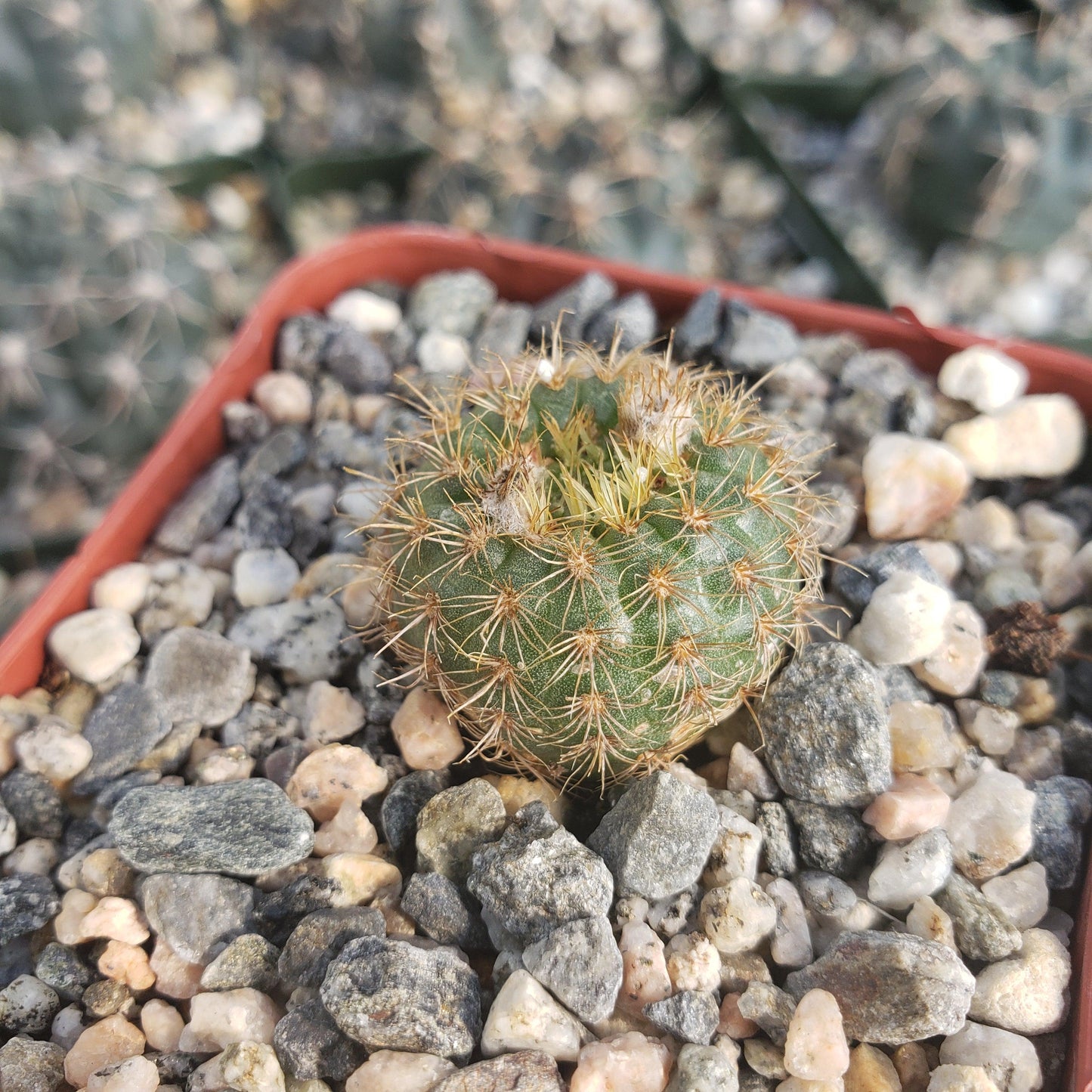 Frailea heliosa