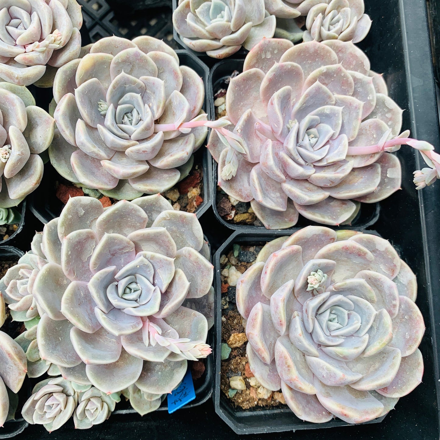 Echeveria Tynie Burger 泰尼汉堡