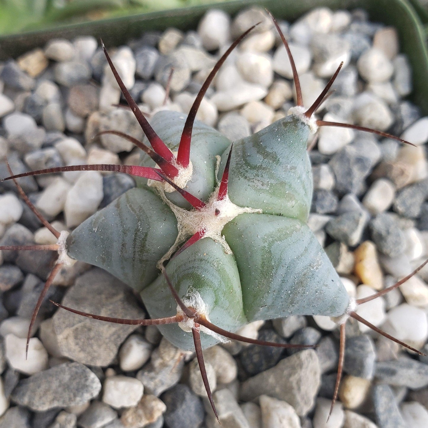 Echinocactus ingens