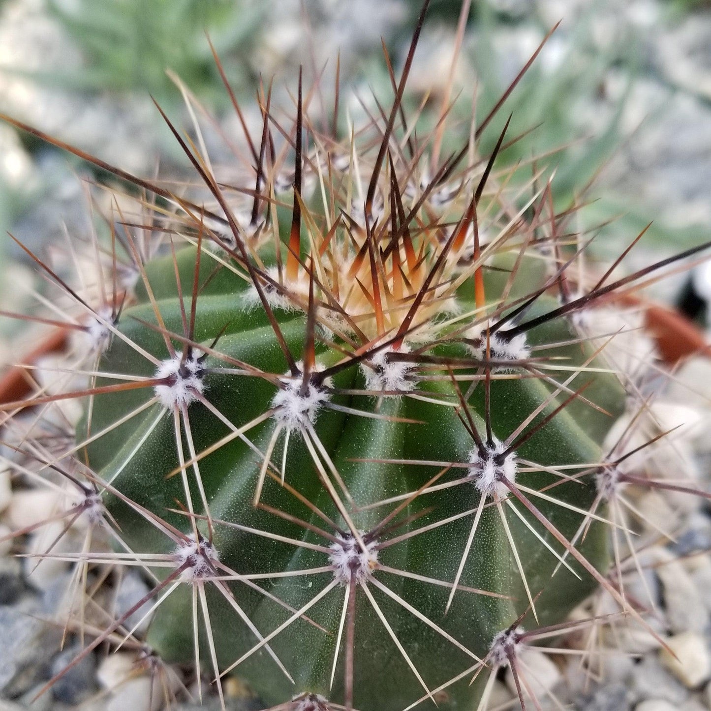 Saguaro Cactus 'Carnegiea gigantea'