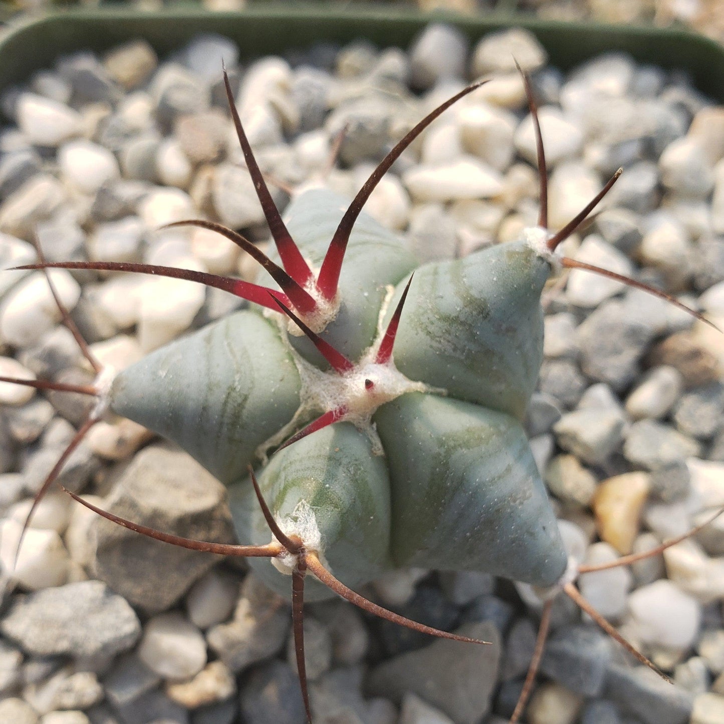 Echinocactus ingens
