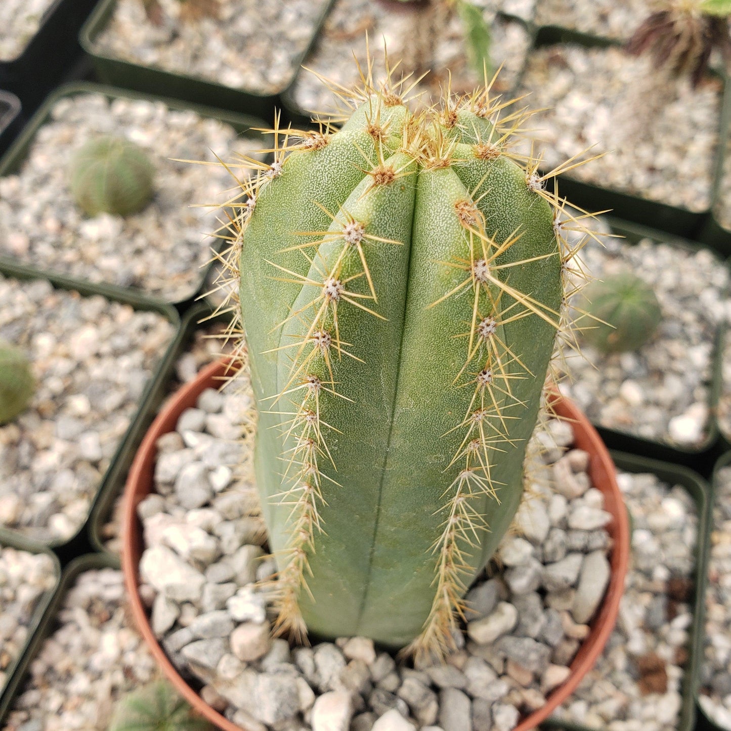 Isolatocereus dumortieri