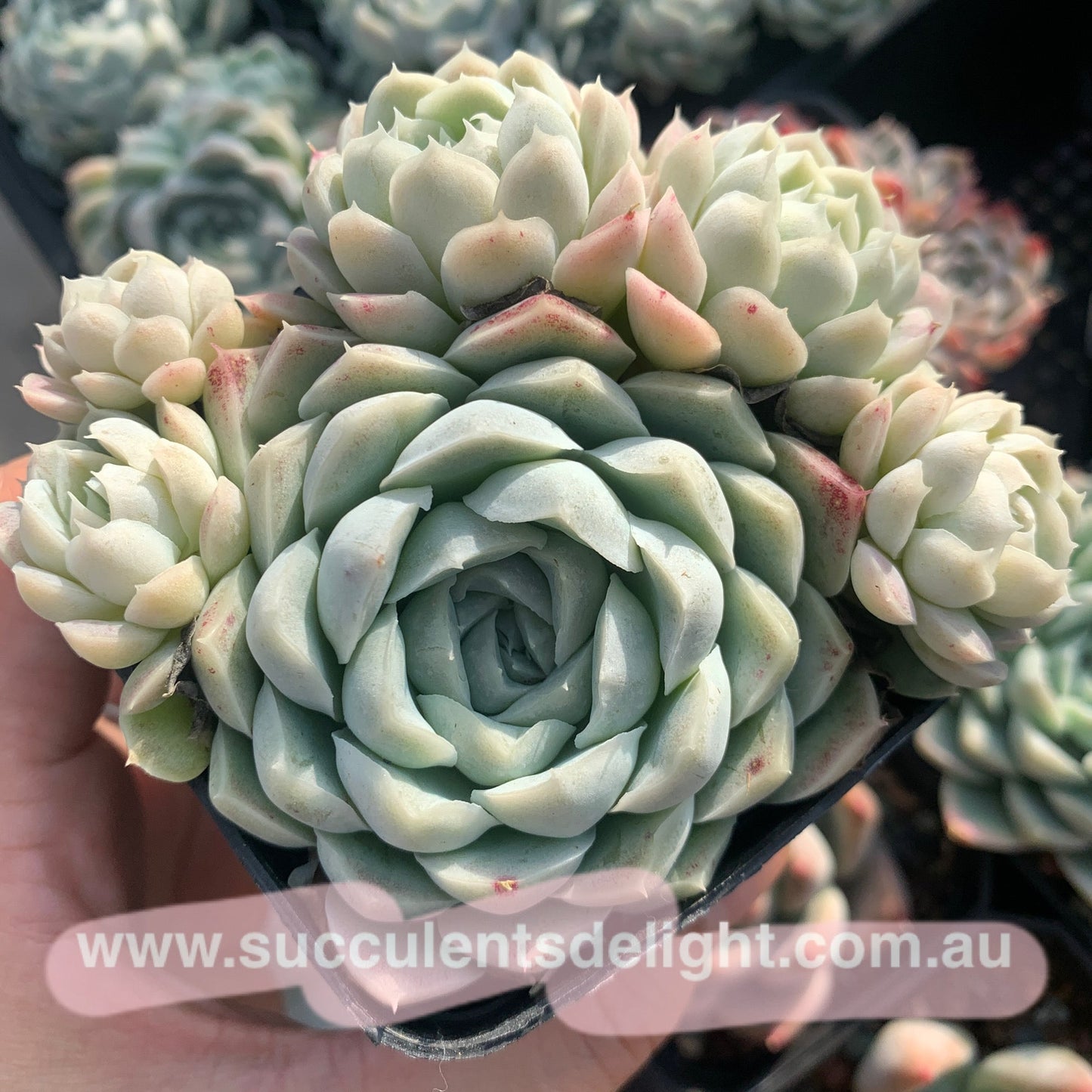 Echeveria Elegans Alba aka White Elegans 阿尔巴白月影