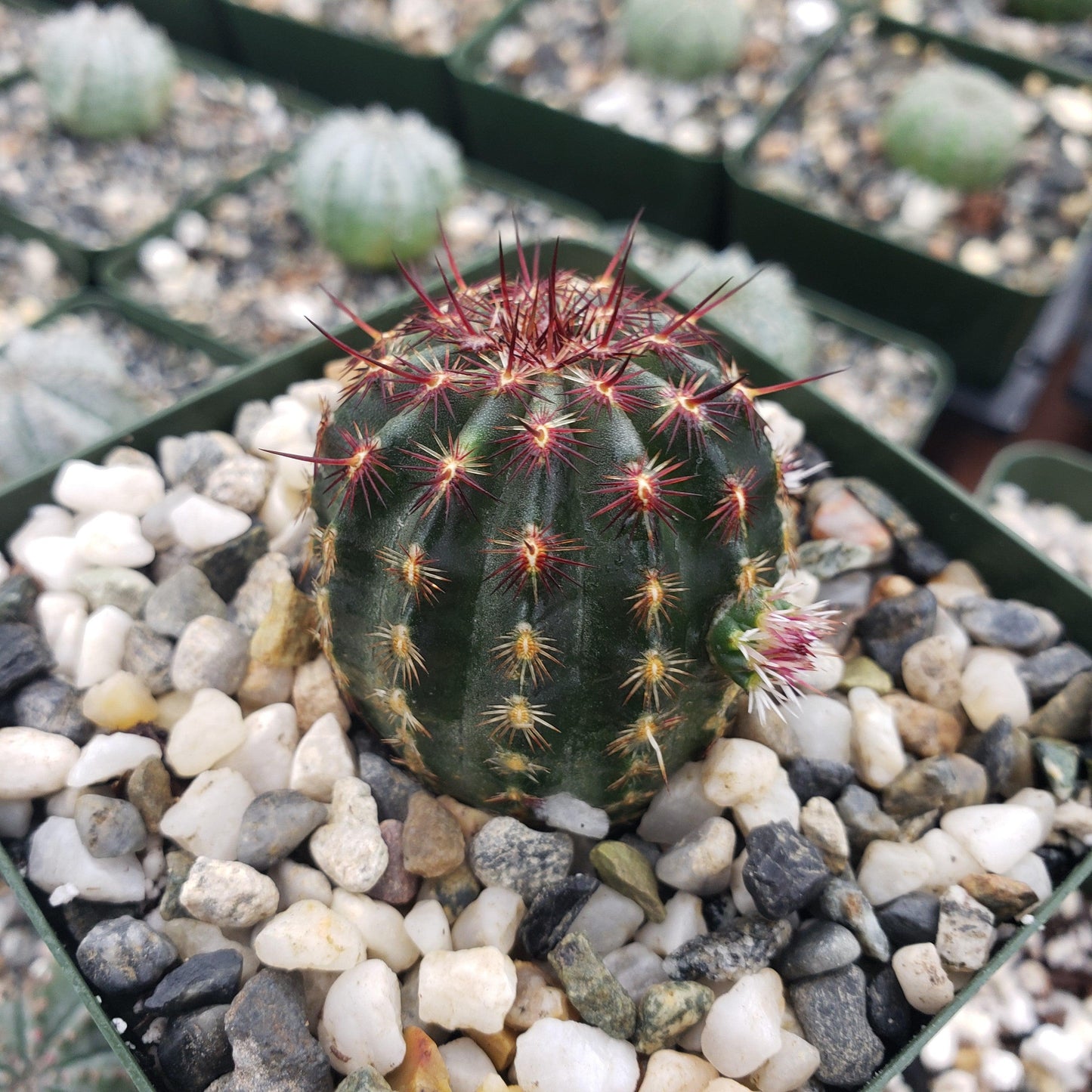 Echinocereus davisii
