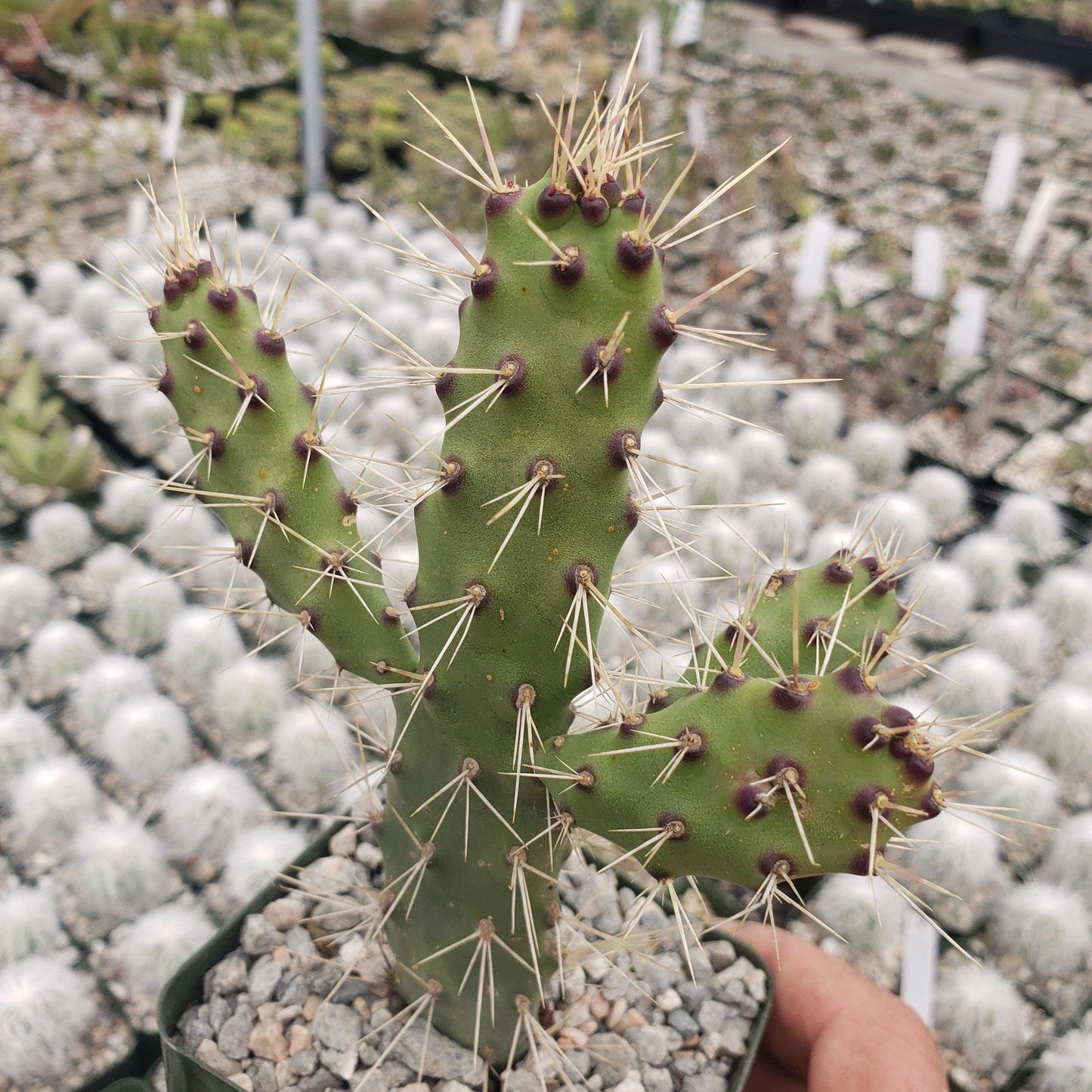 Opuntia consolea falcata