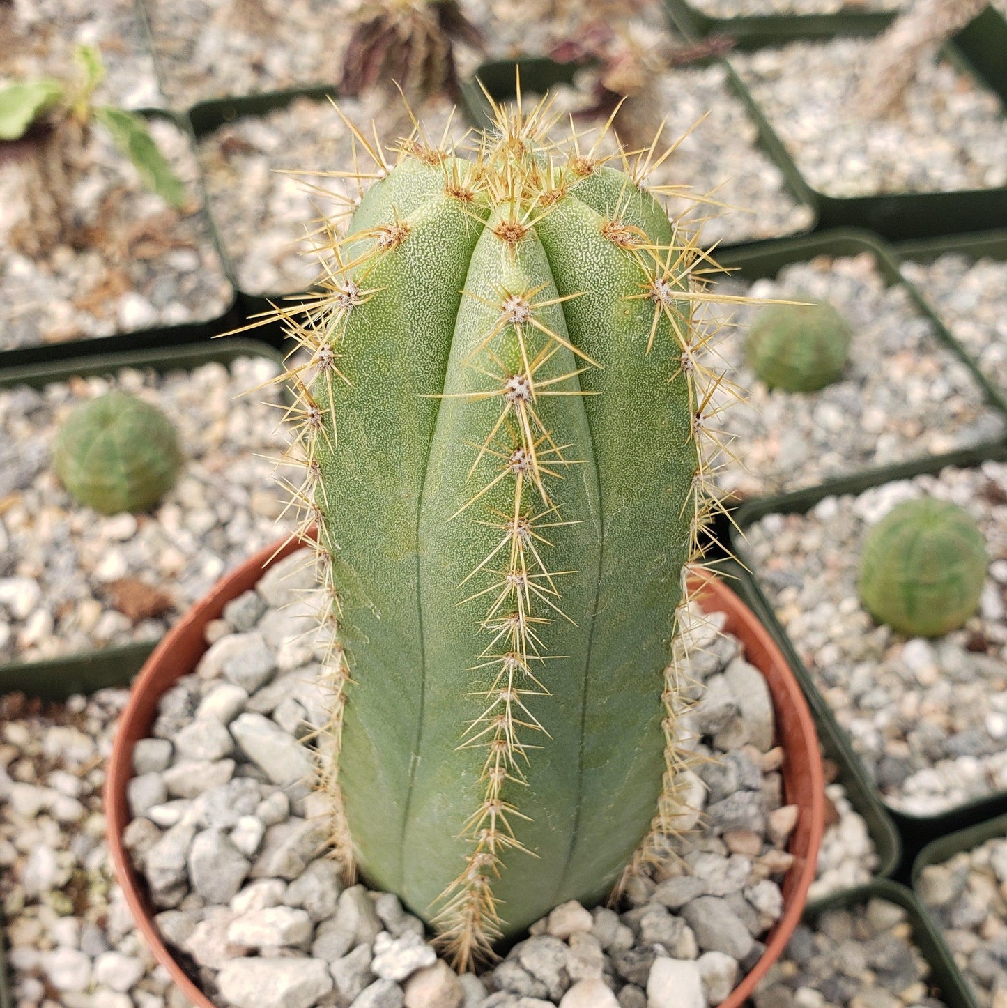 Isolatocereus dumortieri