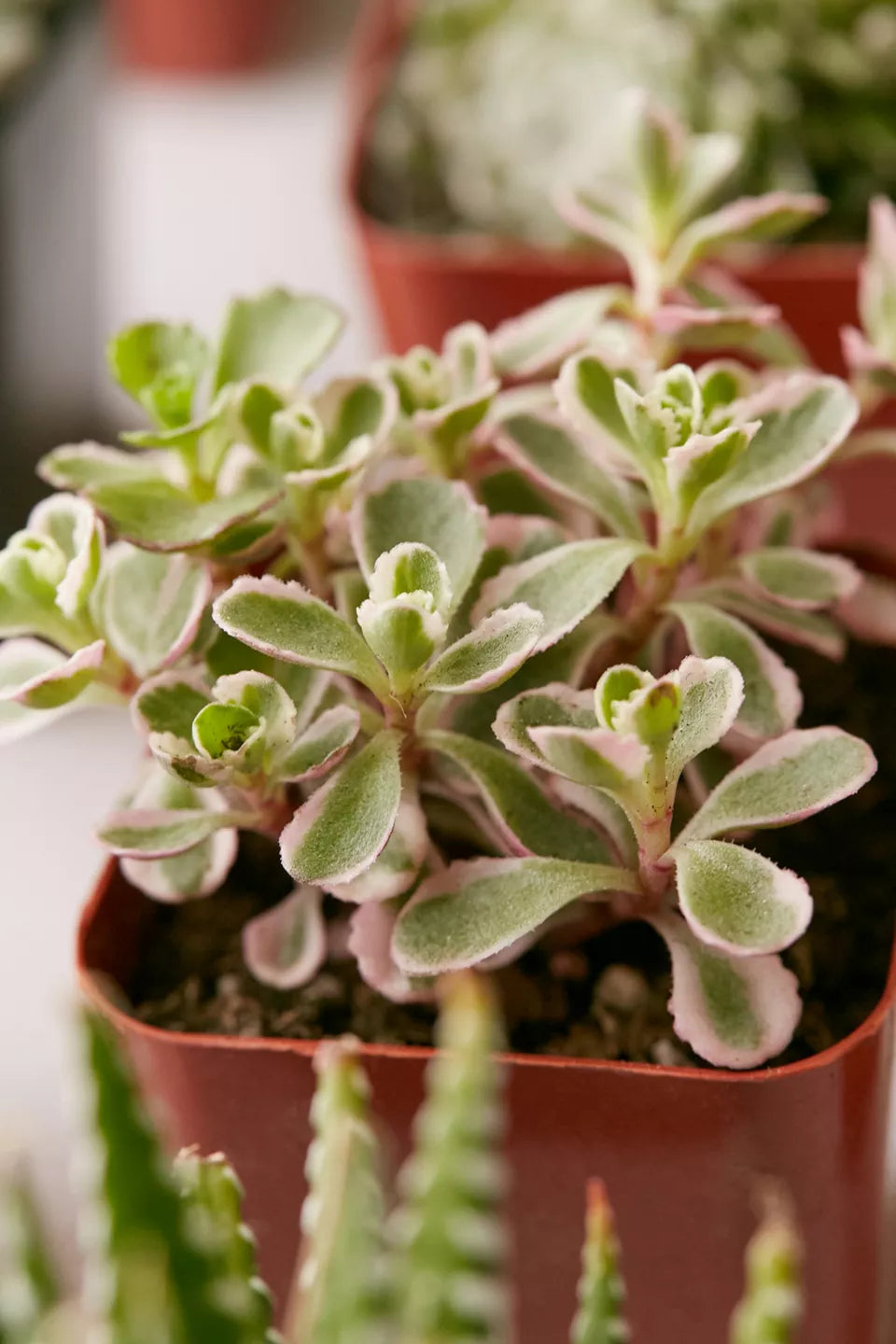 2" Live Assorted Succulents - Set of 20
