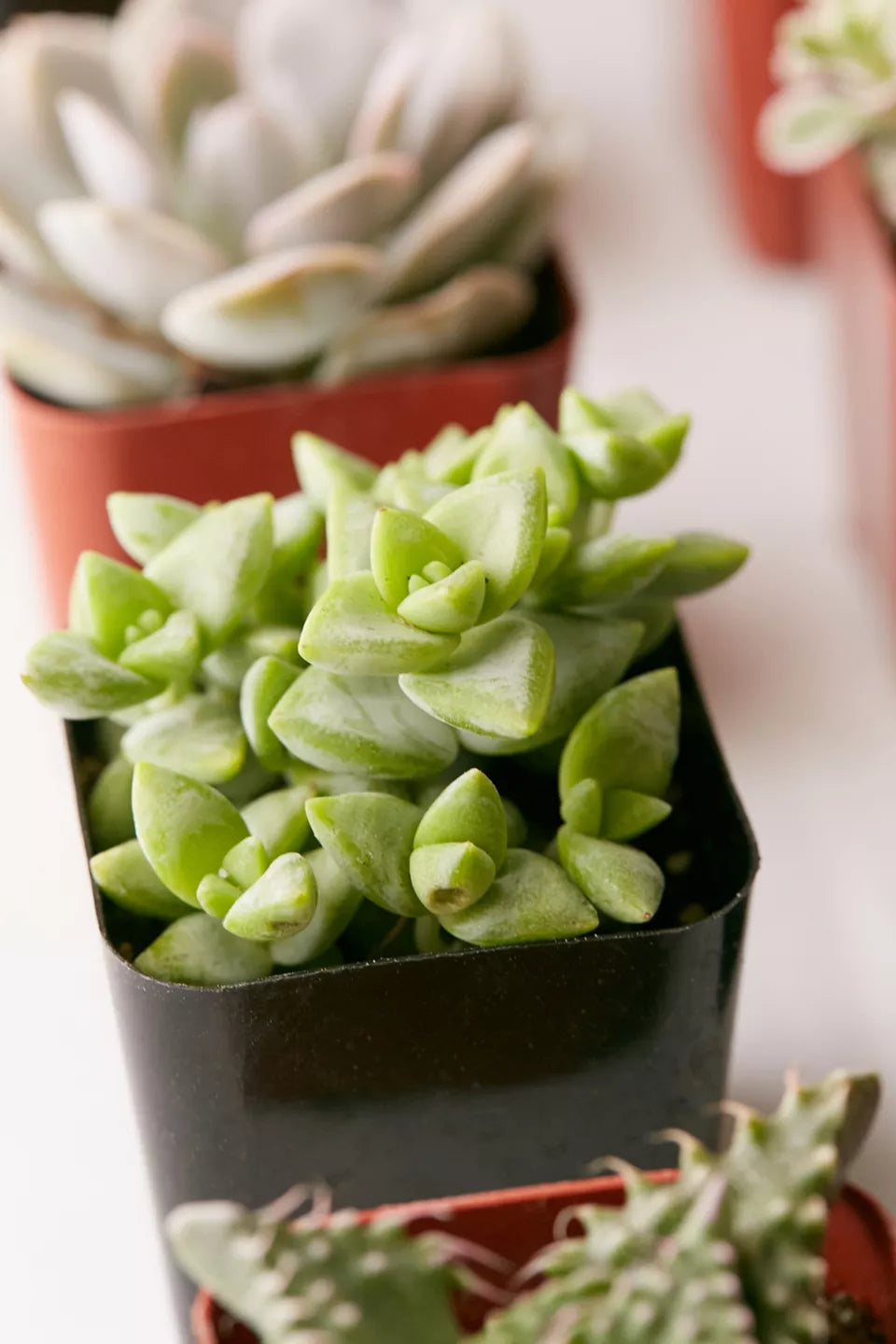 2" Live Assorted Succulents - Set of 20