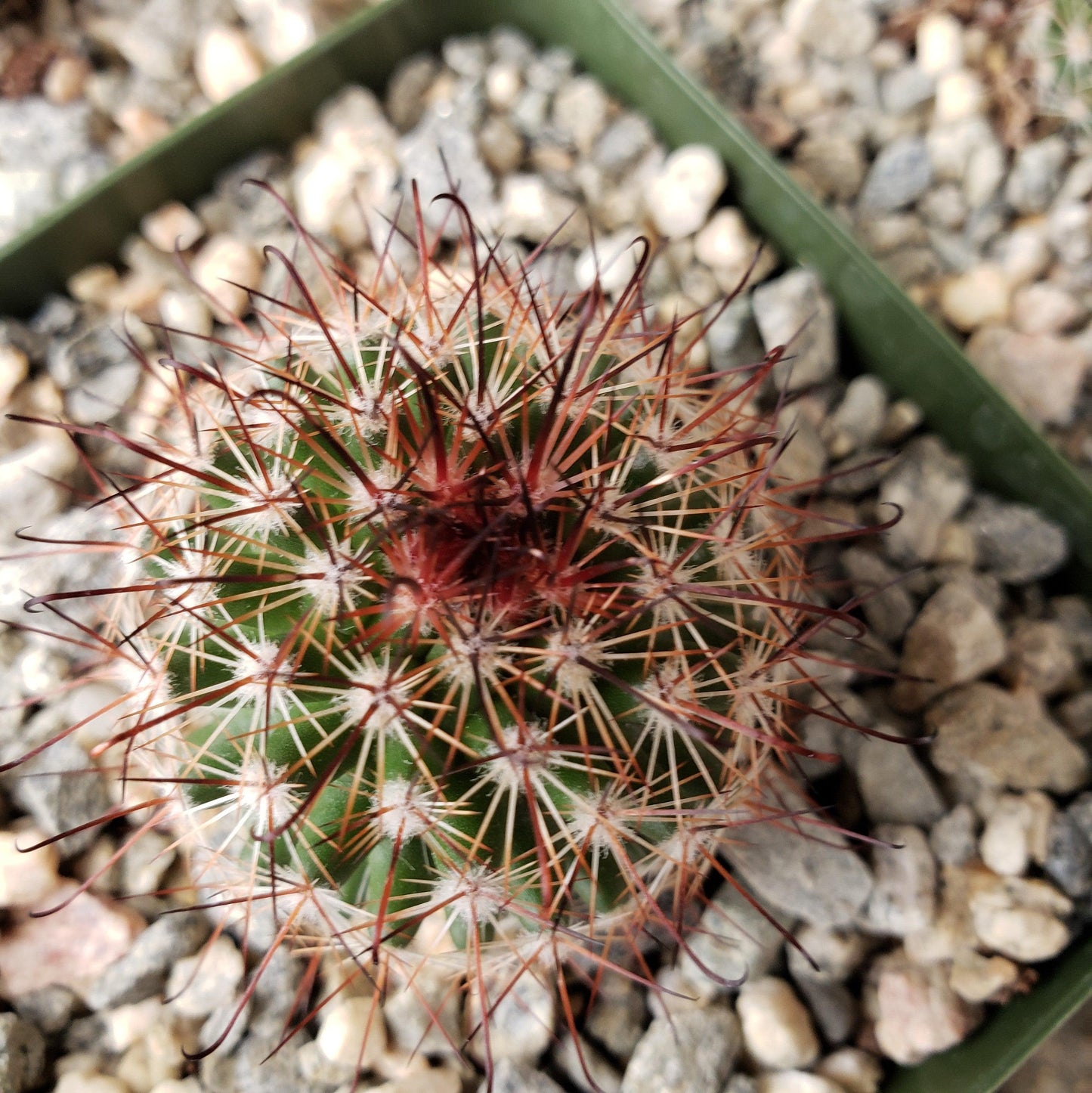 Mammillaria tenango del valle