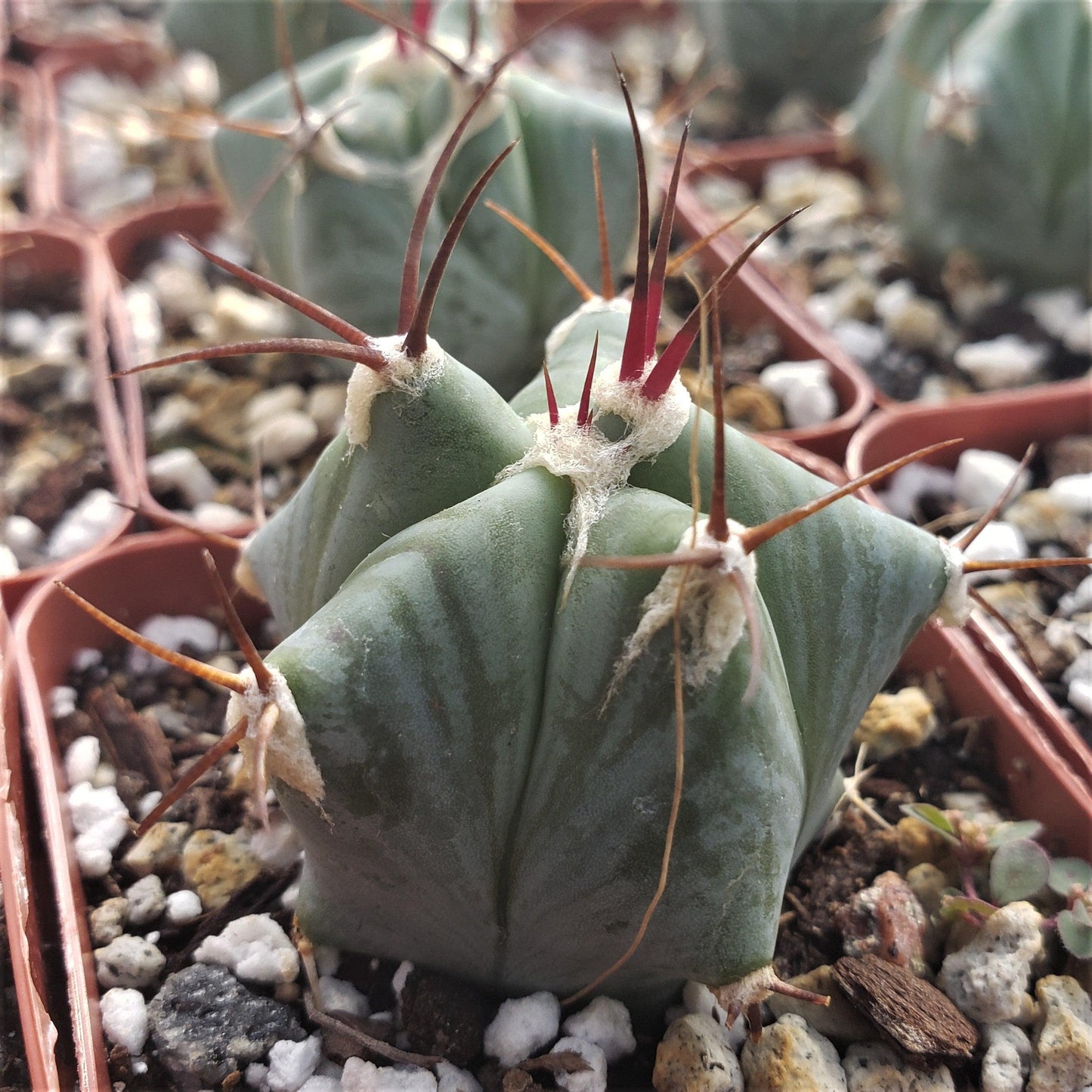 Echinocactus ingens