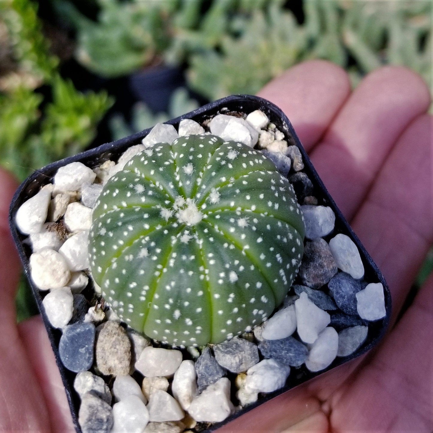 Sand Dollar Cactus 'Astrophytum asterias'