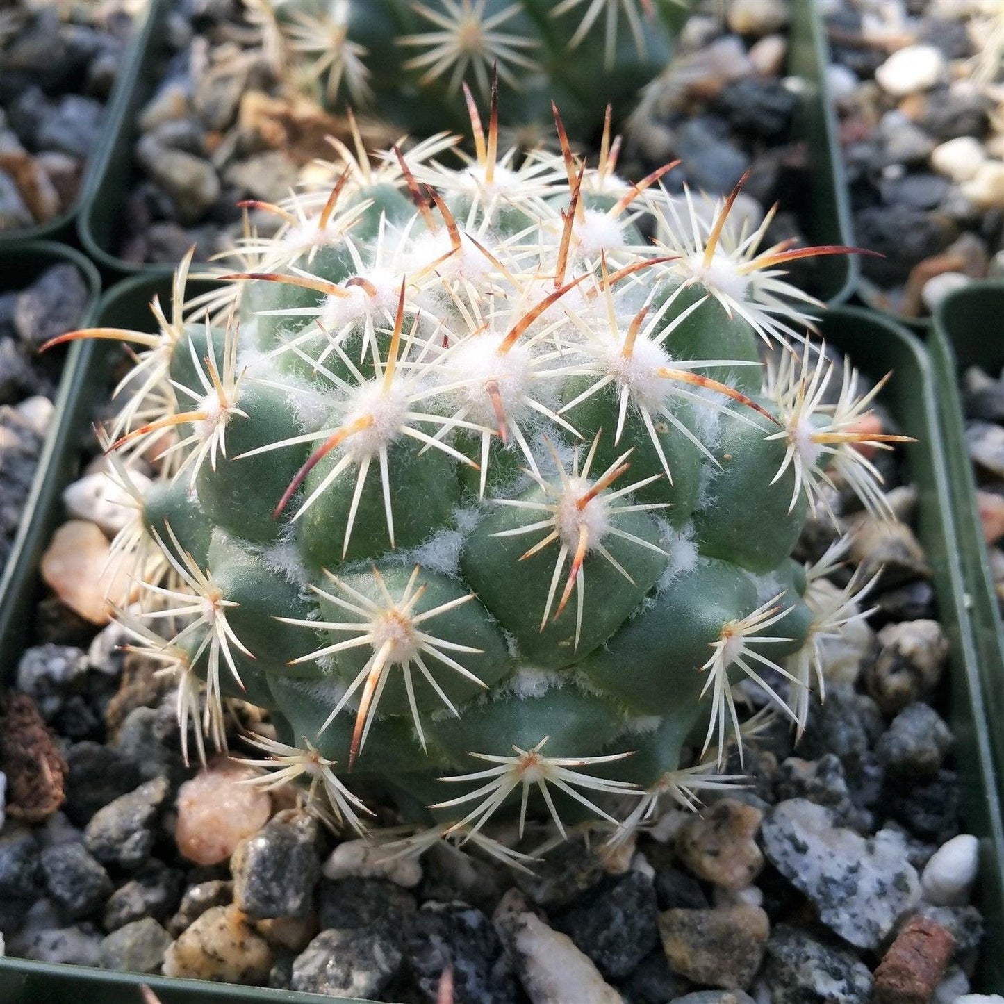 Coryphantha calipensis