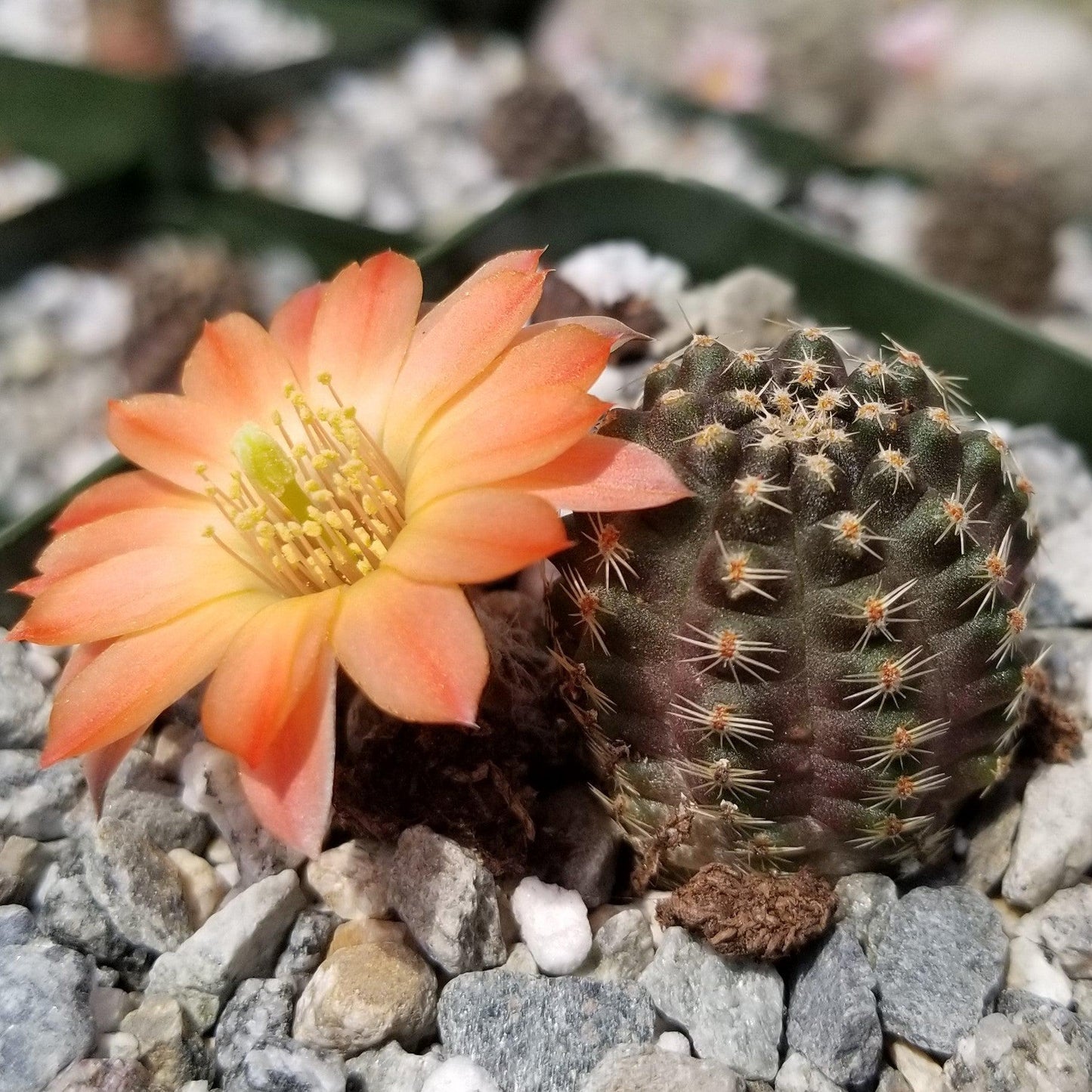 Mediolobivia Tropaolipicta