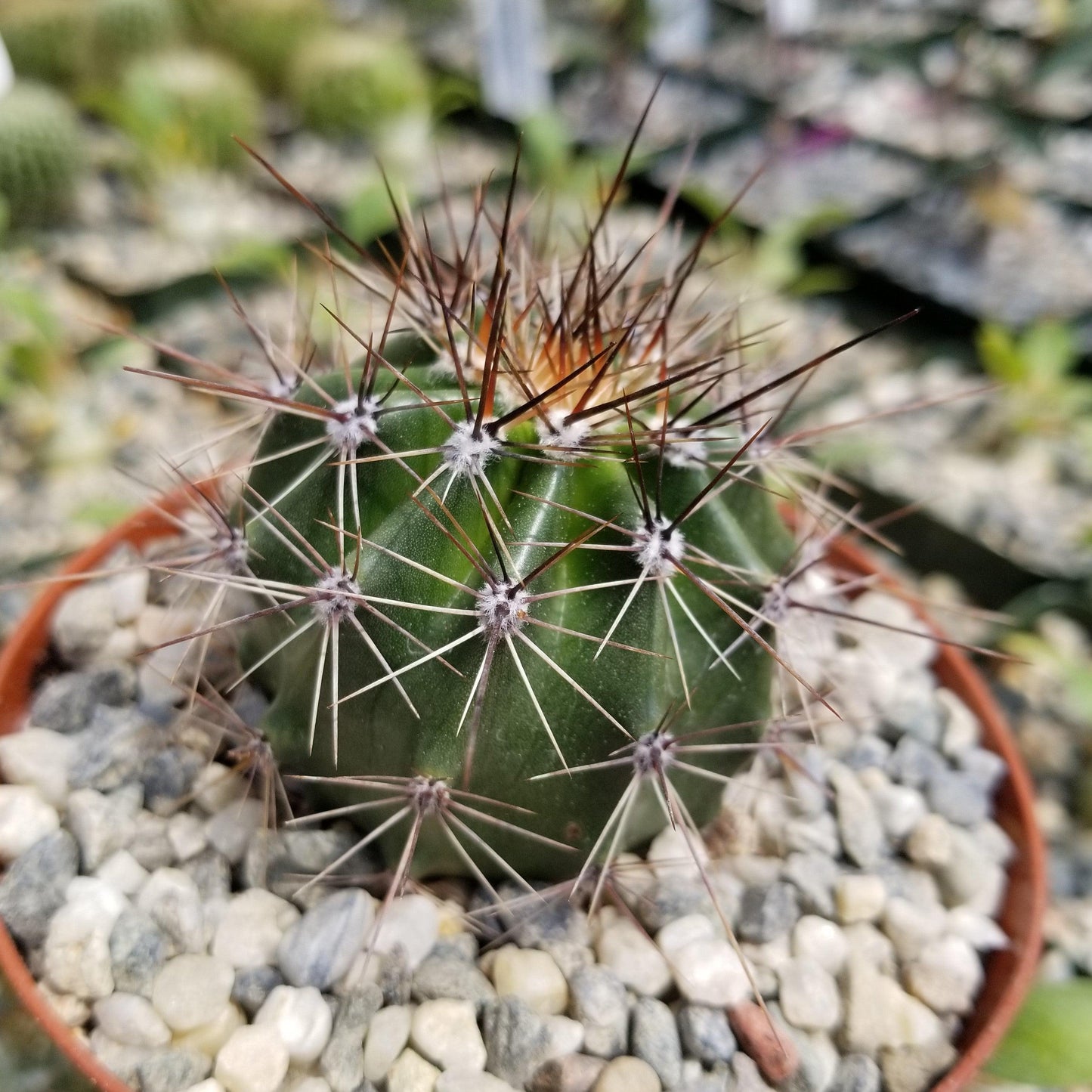 Saguaro Cactus 'Carnegiea gigantea'