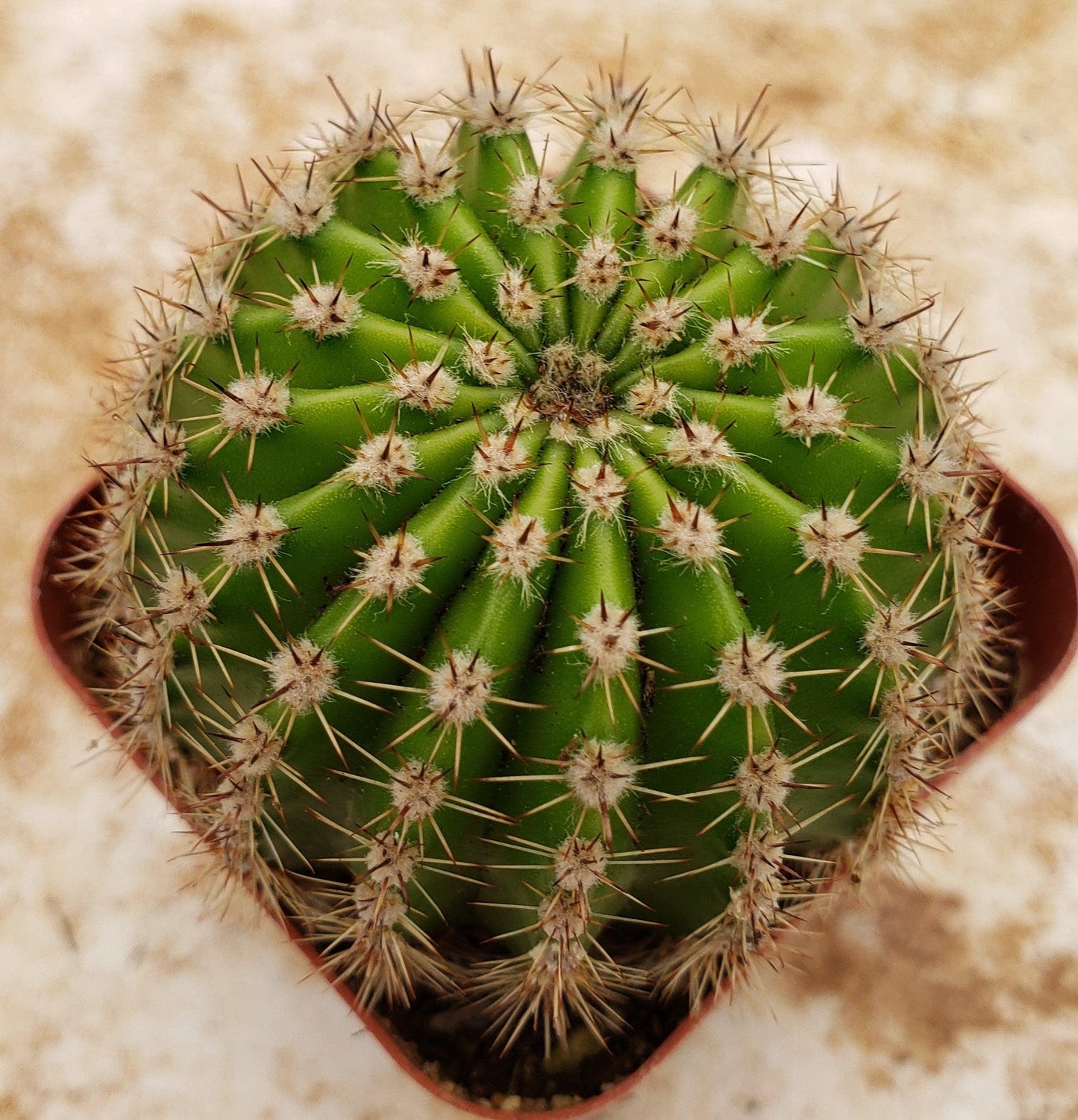 Easter Lily Cactus 'Echinopsis oxygona'