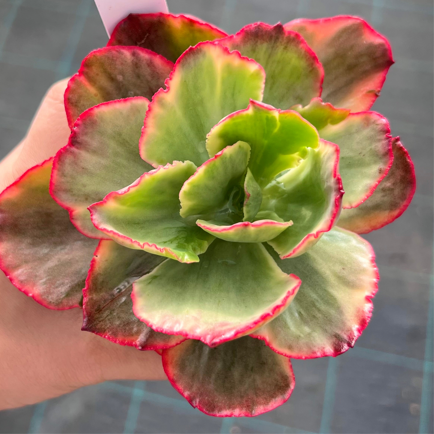 Echeveria Marijah yellow variegation