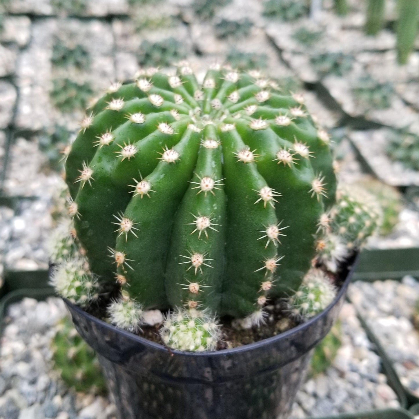Echinobivia Hybrid Rainbow Bursts