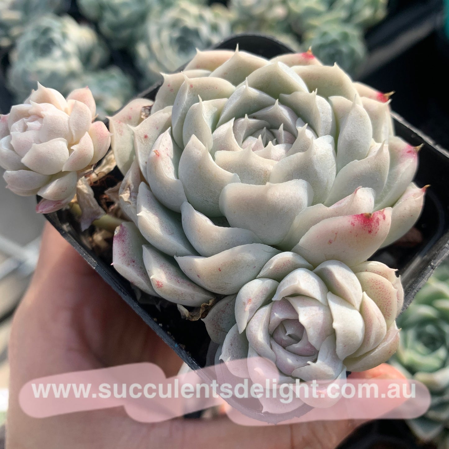 Echeveria Elegans Alba aka White Elegans 阿尔巴白月影