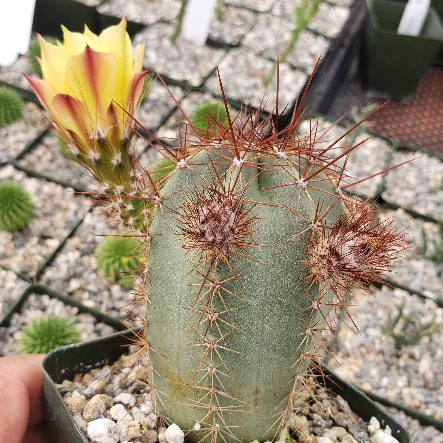Echinocereus subinermis v. luteus