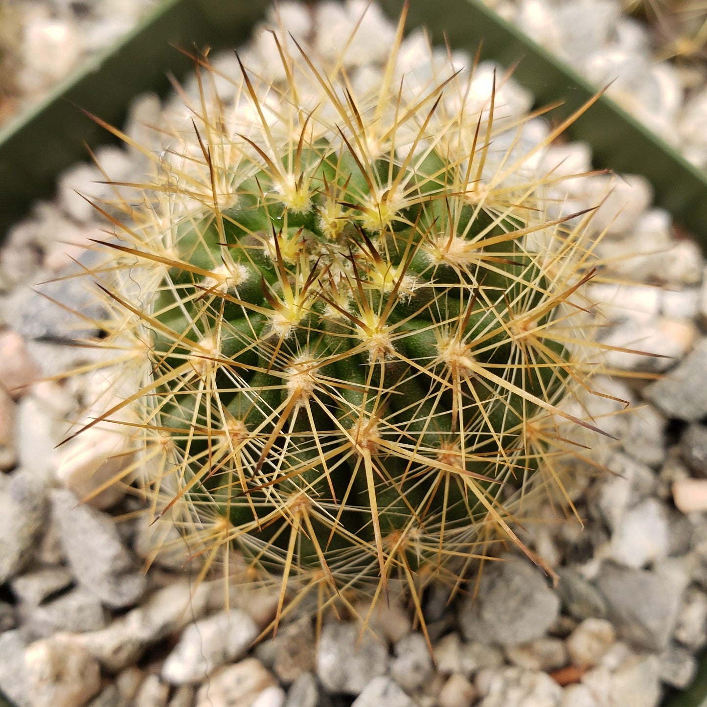 Neochilenia chilensis flaviflora