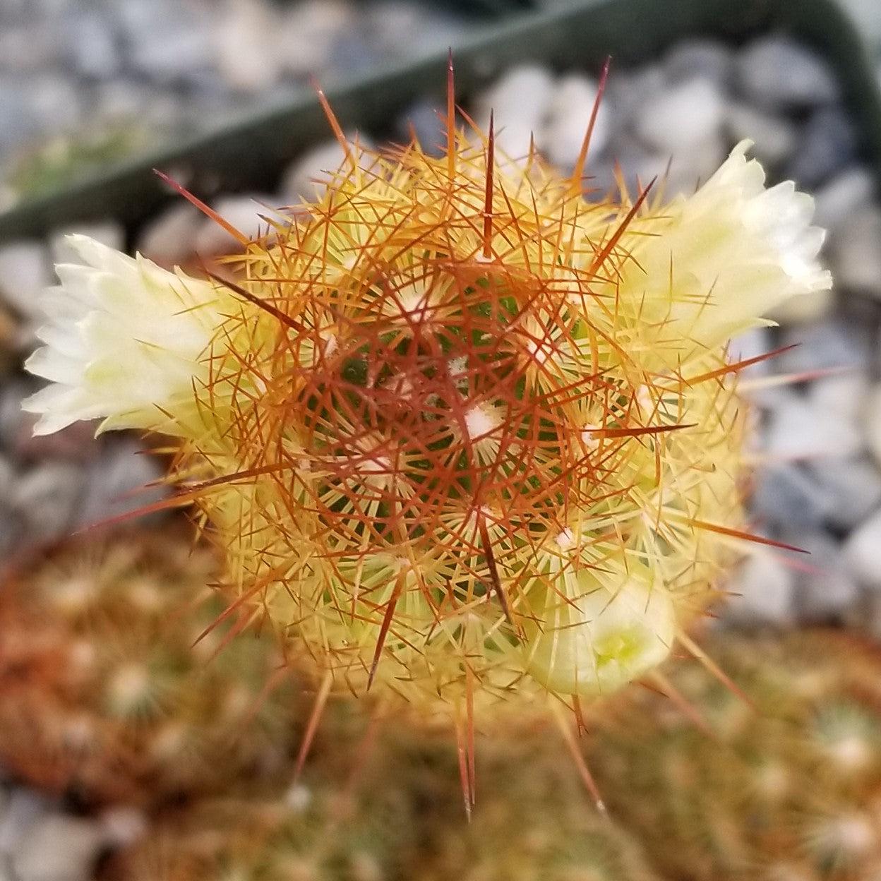 Copper King Cactus - Mammillaria elongata ‘Copper King’