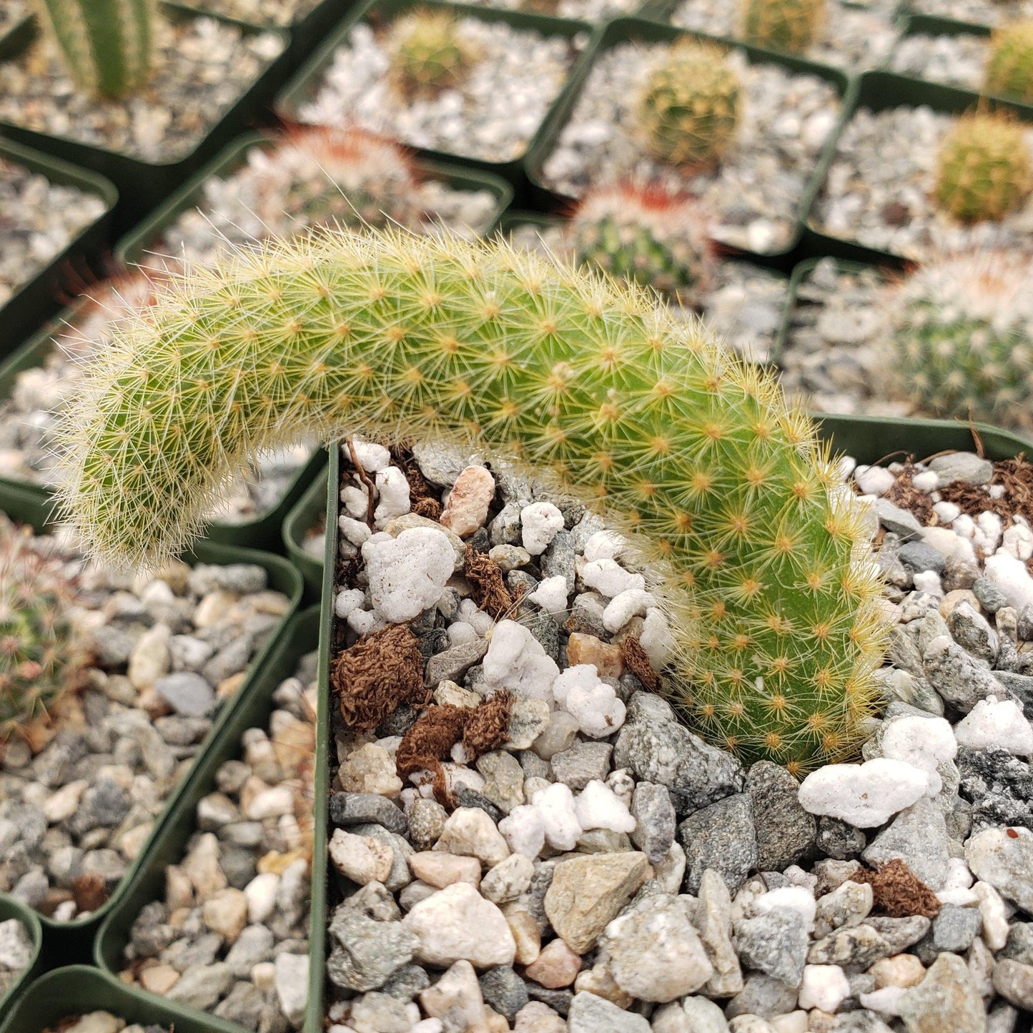 Monkey Tail Cactus – Cleistocactus colademononis
