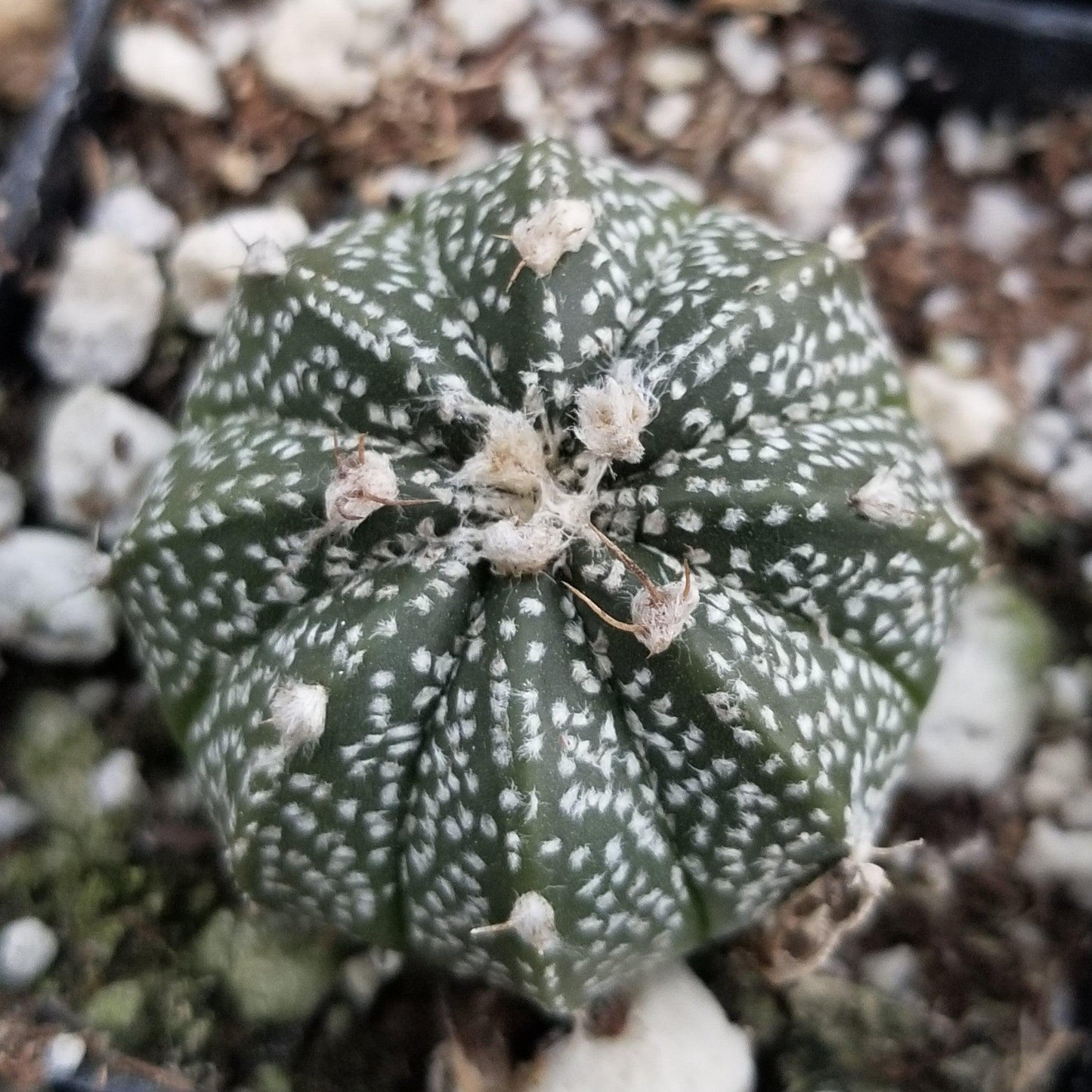 Sand Dollar Cactus 'Astrophytum asterias'