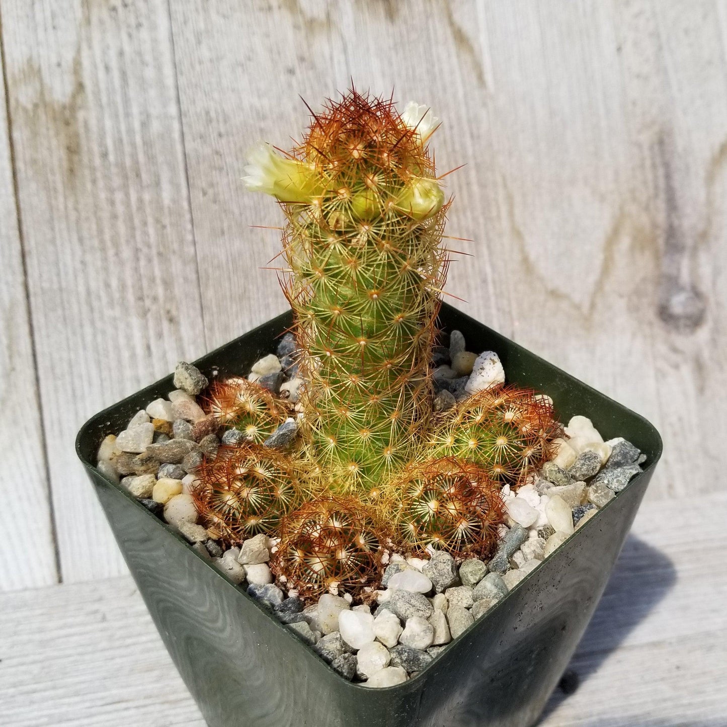 Copper King Cactus - Mammillaria elongata ‘Copper King’