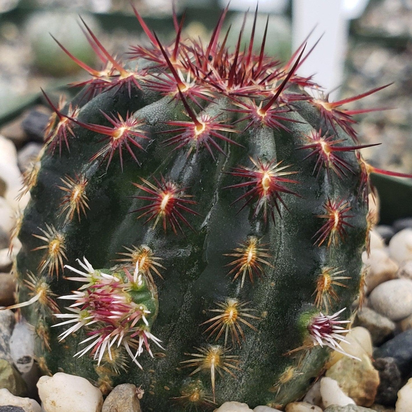 Echinocereus davisii
