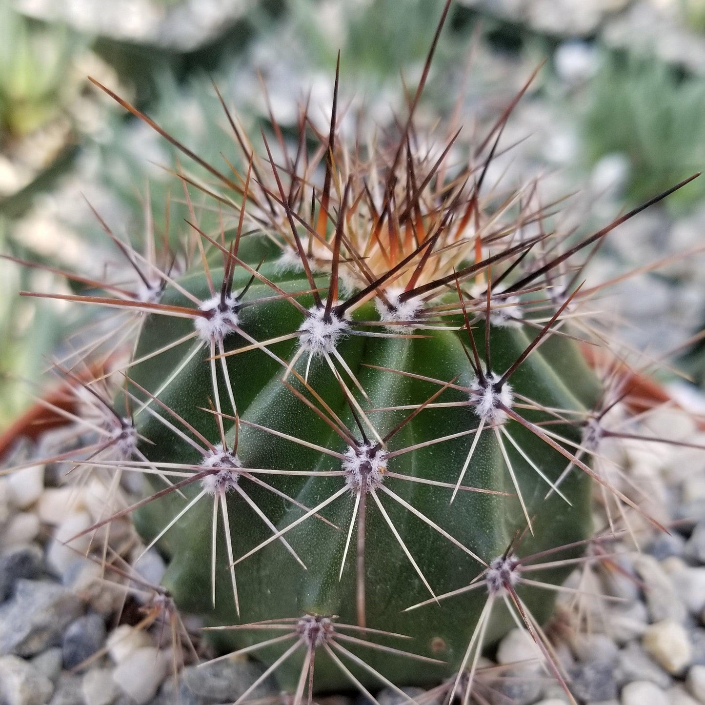 Saguaro Cactus 'Carnegiea gigantea'