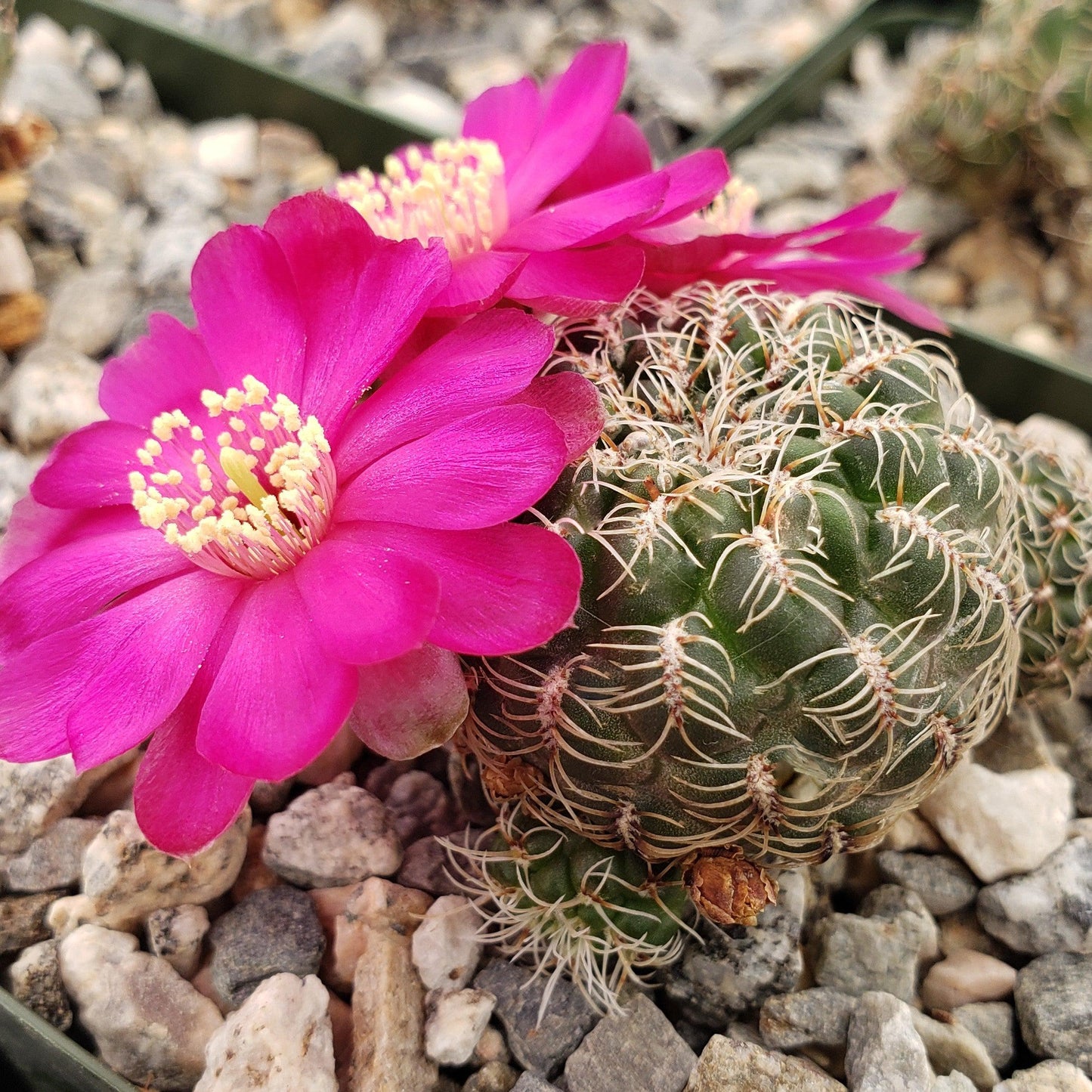 Sulcorebutia Zavaletae