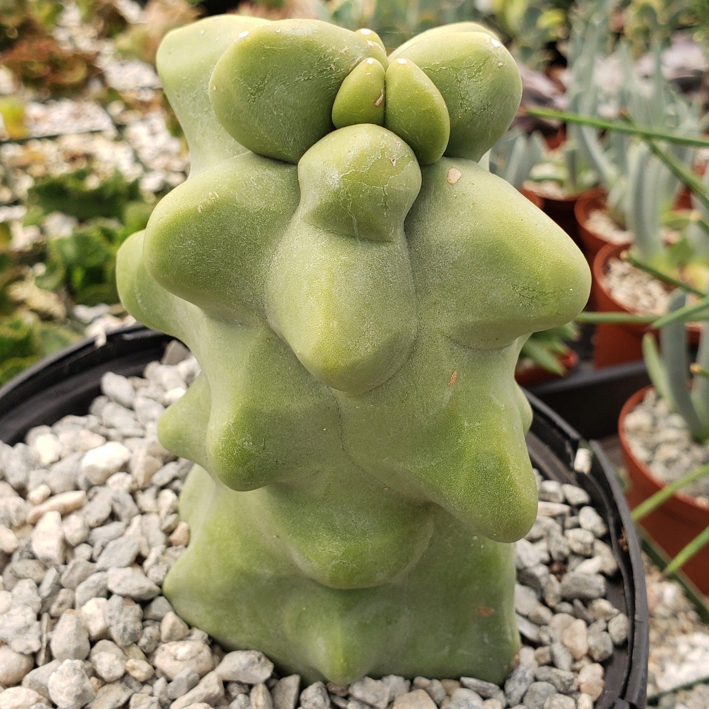Totem Pole Cactus 'Pachycereus schottii 'monstrosus'