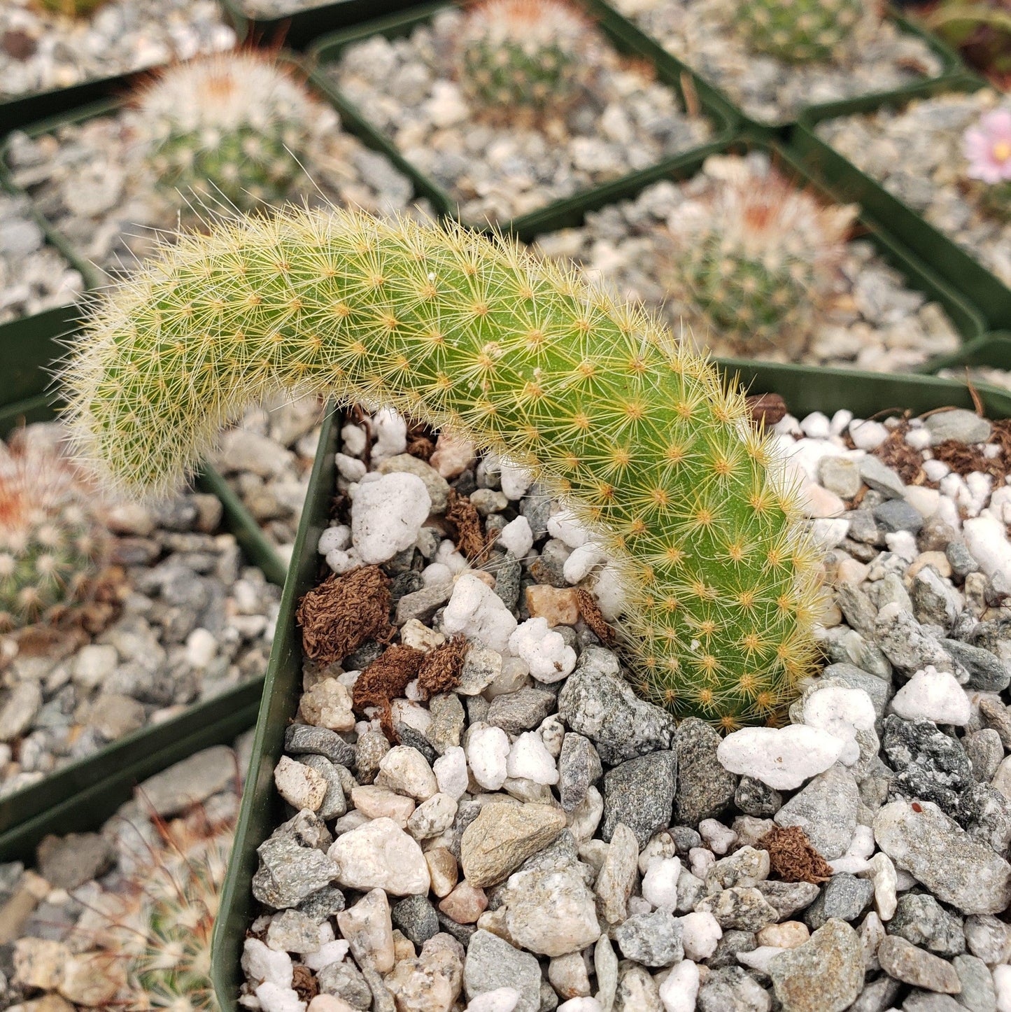Monkey Tail Cactus – Cleistocactus colademononis