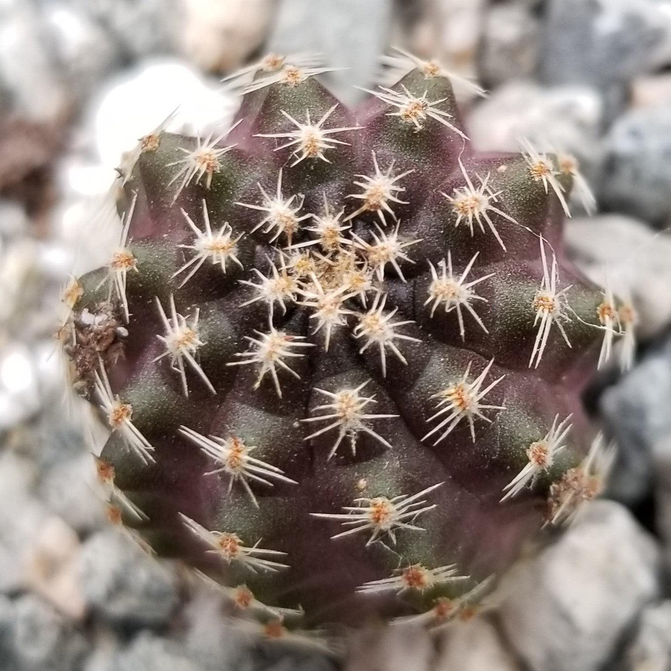 Mediolobivia Tropaolipicta